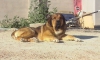 Filename=IMG-20150404-WA0071~0.jpg
Filesize=160KiB
Dimensions=1199x725
Date added=%825 %09, %2015 IMG-20150404-WA0071~0.jpg