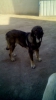 Filename=IMG-20150406-WA0006.jpg
Filesize=81KiB
Dimensions=720x1280
Date added=%819 %29, %2015 IMG-20150406-WA0006.jpg