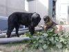 Filename=IMG-20151121-WA0015.jpg
Filesize=223KiB
Dimensions=1296x972
Date added=%843 %25, %2015 IMG-20151121-WA0015.jpg