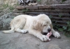 Filename=IMG061.jpg
Filesize=125KiB
Dimensions=800x574
Date added=%513 %06, %2010 IMG061.jpg