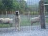 Filename=Imagen_1556.jpg
Filesize=137KiB
Dimensions=1024x768
Date added=%428 %03, %2012 Imagen_1556.jpg
