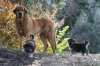 Filename=Jara_y_cachorros.jpg
Filesize=141KiB
Dimensions=640x426
Date added=%503 %22, %2008 Jara_y_cachorros.jpg