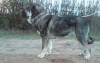 Filename=Kani.JPG
Filesize=556KiB
Dimensions=1114x709
Date added=%799 %24, %2009 Kani.JPG