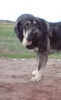 Filename=Kani_III.JPG
Filesize=169KiB
Dimensions=469x767
Date added=%798 %24, %2009 Kani_III.JPG
