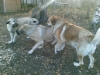 Filename=LGD-show_052.jpg
Filesize=284KiB
Dimensions=1600x1200
Date added=%447 %13, %2008 LGD-show_052.jpg