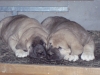Filename=La_Siesta.JPG
Filesize=144KiB
Dimensions=640x480
Date added=%929 %18, %2008 La_Siesta.JPG