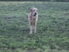 Filename=Larra_de_anaise(8_meses).JPG
Filesize=133KiB
Dimensions=640x480
Date added=%839 %18, %2009 Larra_de_anaise(8_meses).JPG