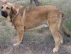 Filename=Leon.jpg
Filesize=1452KiB
Dimensions=1757x1350
Date added=%536 %22, %2008 Leon.jpg