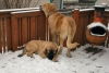 Filename=Leon_24_months_old_n_Gitana_6_months_1st_snow.jpg
Filesize=180KiB
Dimensions=1000x670
Date added=%304 %22, %2008 Leon_24_months_old_n_Gitana_6_months_1st_snow.jpg