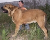 Filename=Leon_de_la_Mesta1.jpg
Filesize=102KiB
Dimensions=992x809
Date added=%949 %06, %2008 Leon_de_la_Mesta1.jpg
