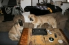 Filename=Leon_y_Gitana.jpg
Filesize=197KiB
Dimensions=1000x667
Date added=%993 %23, %2008 Leon_y_Gitana.jpg