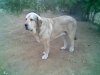 Filename=Loco.jpg
Filesize=41KiB
Dimensions=640x480
Date added=%906 %07, %2008 Loco.jpg