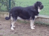 Filename=Lola_1.JPG
Filesize=145KiB
Dimensions=640x480
Date added=%816 %09, %2009 Lola_1.JPG