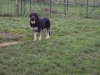 Filename=Lola_2.JPG
Filesize=132KiB
Dimensions=640x480
Date added=%882 %24, %2009 Lola_2.JPG