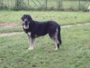 Filename=Lola~1.JPG
Filesize=139KiB
Dimensions=640x480
Date added=%887 %21, %2008 Lola~1.JPG