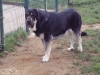 Filename=Lola~2.JPG
Filesize=138KiB
Dimensions=640x480
Date added=%945 %24, %2009 Lola~2.JPG