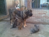 Filename=Losa_de_Anaise_con_sus_cachorros.jpg
Filesize=141KiB
Dimensions=768x576
Date added=%745 %10, %2011 Losa_de_Anaise_con_sus_cachorros.jpg
