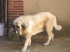 Filename=Malva_del_Molino.JPG
Filesize=608KiB
Dimensions=1628x1221
Date added=%429 %23, %2007 Malva_del_Molino.JPG