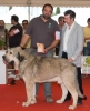 Filename=Mastin.jpg
Filesize=49KiB
Dimensions=700x861
Date added=%869 %09, %2010 Mastin.jpg