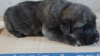 Filename=Muela_de_Anaise.JPG
Filesize=654KiB
Dimensions=1920x1080
Date added=%765 %18, %2014 Muela_de_Anaise.JPG