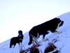 Filename=NIEVE_Y_MASTINES_002.jpg
Filesize=169KiB
Dimensions=600x450
Date added=%586 %03, %2009 NIEVE_Y_MASTINES_002.jpg
