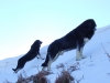Filename=NIEVE_Y_MASTINES_008.jpg
Filesize=156KiB
Dimensions=600x450
Date added=%585 %03, %2009 NIEVE_Y_MASTINES_008.jpg