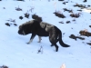 NIEVE_Y_MASTINES_021.jpg