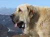 Filename=NIEVE_Y_MASTINES_039.jpg
Filesize=122KiB
Dimensions=640x480
Date added=%573 %03, %2009 NIEVE_Y_MASTINES_039.jpg