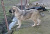 Filename=Nala_del_Molino_de_la_Roma.jpg
Filesize=149KiB
Dimensions=900x624
Date added=%485 %25, %2014 Nala_del_Molino_de_la_Roma.jpg