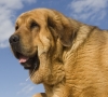 Filename=Neron24.jpg
Filesize=90KiB
Dimensions=546x495
Date added=%601 %06, %2009 Neron24.jpg