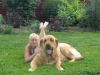 Filename=Neron_with_Natasha.jpg
Filesize=238KiB
Dimensions=815x612
Date added=%403 %27, %2009 Neron_with_Natasha.jpg