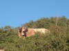 Filename=Oliva.JPG
Filesize=488KiB
Dimensions=1280x960
Date added=%614 %17, %2008 Oliva.JPG