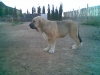 Filename=Olmo.jpg
Filesize=42KiB
Dimensions=640x480
Date added=%907 %07, %2008 Olmo.jpg
