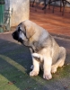 Filename=Orestes1.jpg
Filesize=228KiB
Dimensions=737x939
Date added=%787 %29, %2011 Orestes1.jpg