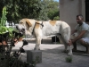 Filename=P1010107~0.JPG
Filesize=428KiB
Dimensions=1600x1200
Date added=%374 %08, %2012 P1010107~0.JPG
