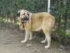 Filename=PA160039.JPG
Filesize=547KiB
Dimensions=1600x1200
Date added=%053 %30, %2009 PA160039.JPG