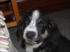 Filename=Panda_1.jpg
Filesize=148KiB
Dimensions=1024x768
Date added=%371 %11, %2007 Panda_1.jpg