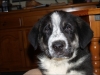 Filename=Panda_2.jpg
Filesize=154KiB
Dimensions=1024x768
Date added=%371 %11, %2007 Panda_2.jpg