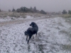 Filename=Perrina_en_la_ultima_nevada.jpg
Filesize=78KiB
Dimensions=800x600
Date added=%759 %08, %2008 Perrina_en_la_ultima_nevada.jpg