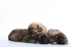Filename=Puppies_of_Neron_de_Filandon_and_Bravo_4_weeks.jpg
Filesize=48KiB
Dimensions=1000x667
Date added=%679 %20, %2008 Puppies_of_Neron_de_Filandon_and_Bravo_4_weeks.jpg