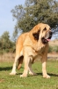 Filename=Reina_de_Torrestio.JPG
Filesize=58KiB
Dimensions=419x629
Date added=%681 %13, %2014 Reina_de_Torrestio.JPG