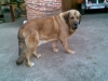 Filename=Ron_de_Babia~0.jpg
Filesize=151KiB
Dimensions=944x708
Date added=%431 %03, %2009 Ron_de_Babia~0.jpg