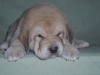Filename=Rubio_de_Anaise.JPG
Filesize=161KiB
Dimensions=640x480
Date added=%827 %18, %2008 Rubio_de_Anaise.JPG