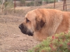 Filename=Sancho.JPG
Filesize=452KiB
Dimensions=1280x960
Date added=%664 %29, %2008 Sancho.JPG