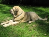 Filename=TATYANA_S_NEW_COLLAR_PIC__6_LYING_DOWN_FACING_LEFT.JPG
Filesize=392KiB
Dimensions=912x684
Date added=%675 %24, %2012 TATYANA_S_NEW_COLLAR_PIC__6_LYING_DOWN_FACING_LEFT.JPG