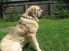 Filename=TATYANA_S_NEW_COLLAR__PIC__3.JPG
Filesize=398KiB
Dimensions=912x684
Date added=%675 %24, %2012 TATYANA_S_NEW_COLLAR__PIC__3.JPG