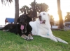Filename=TOM_Anaise_6_meses_con_NERO.JPG
Filesize=370KiB
Dimensions=800x581
Date added=%603 %26, %2010 TOM_Anaise_6_meses_con_NERO.JPG
