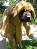 Filename=TURKA.JPG
Filesize=70KiB
Dimensions=480x640
Date added=%742 %12, %2008 TURKA.JPG