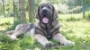 Filename=Tasko_de_Anaise_(_4_meses_).JPG
Filesize=646KiB
Dimensions=1920x1080
Date added=%426 %25, %2012 Tasko_de_Anaise_(_4_meses_).JPG