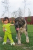 Filename=The_most_young_handler.jpg
Filesize=39KiB
Dimensions=333x500
Date added=%556 %27, %2007 The_most_young_handler.jpg